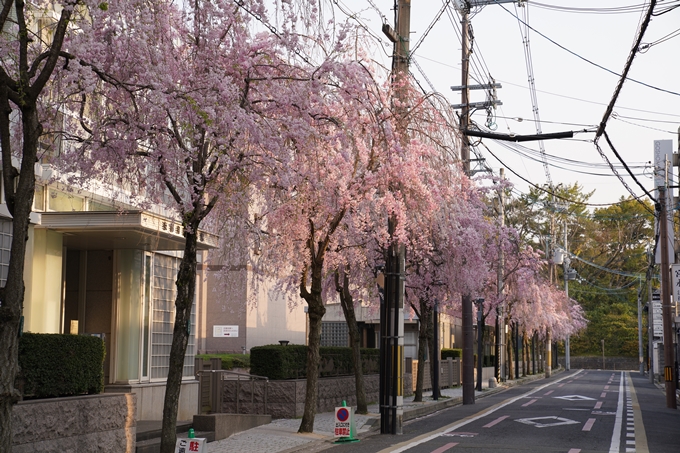 京都_桜_2020_46　裁判所　No16