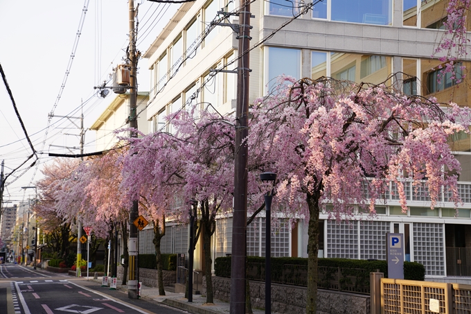 京都_桜_2020_46　裁判所　No17