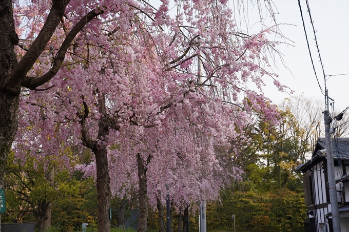 京都_桜_2020_46　裁判所　No18