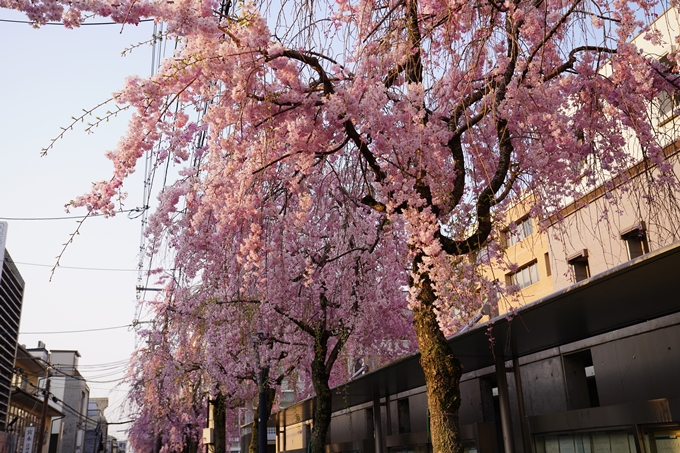 京都_桜_2020_46　裁判所　No19