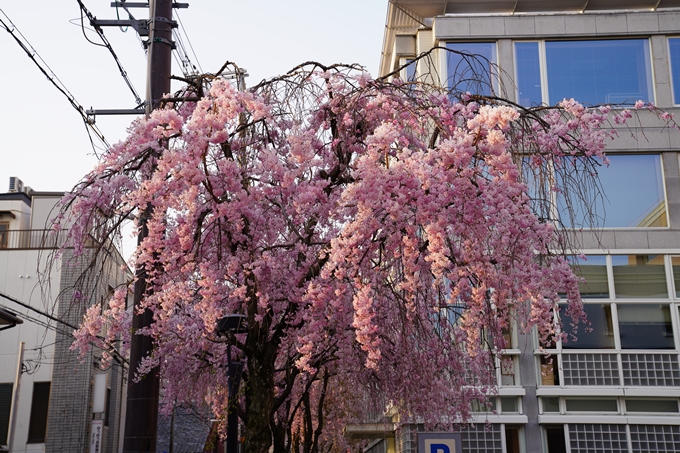 京都_桜_2020_46　裁判所　No20