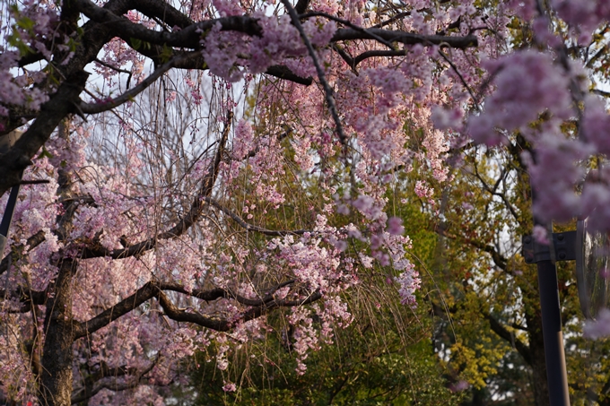 京都_桜_2020_46　裁判所　No22