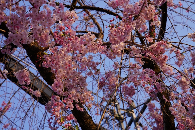 京都_桜_2020_46　裁判所　No23