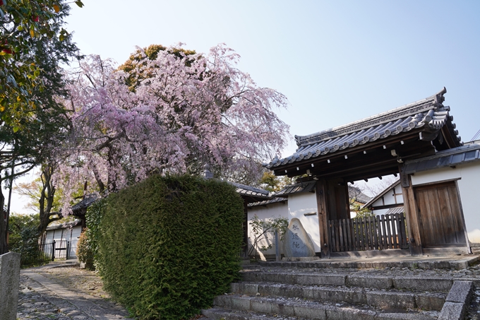 京都_桜_2020_47　永運院　No2