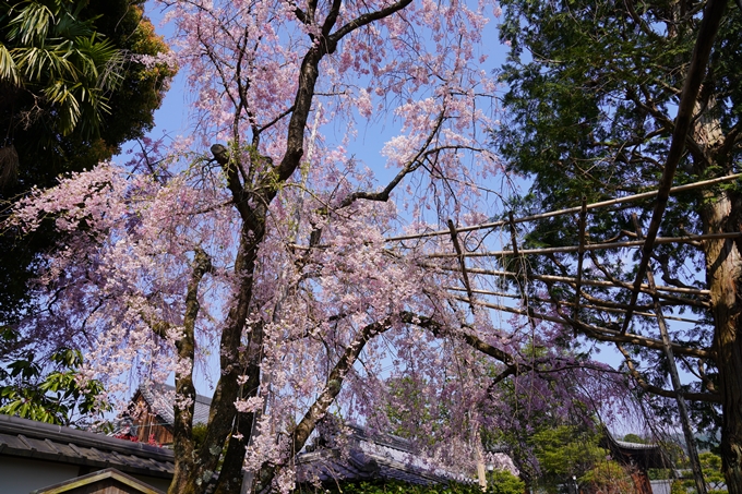 京都_桜_2020_47　永運院　No5