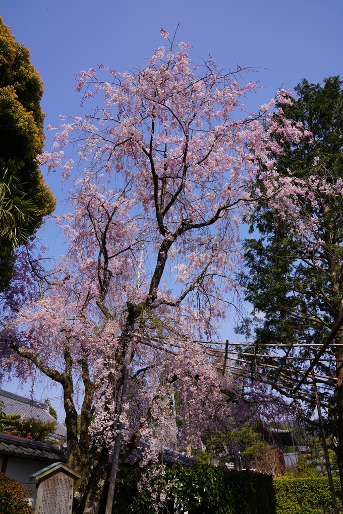 京都_桜_2020_47　永運院　No6