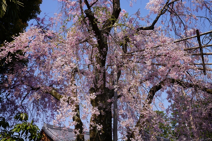 京都_桜_2020_47　永運院　No7