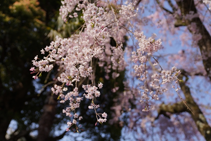 京都_桜_2020_47　永運院　No8