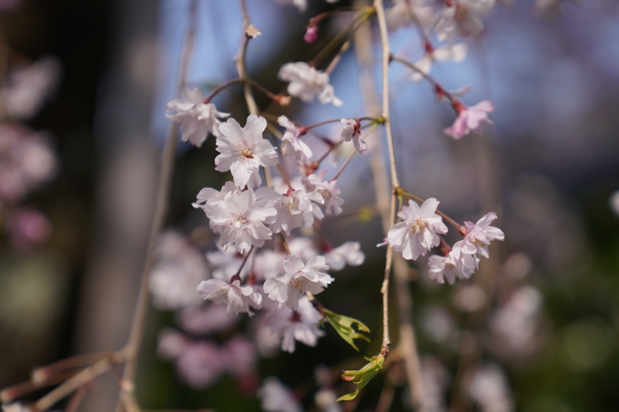 京都_桜_2020_47　永運院　No9