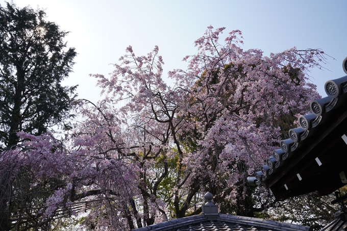 京都_桜_2020_47　永運院　No10