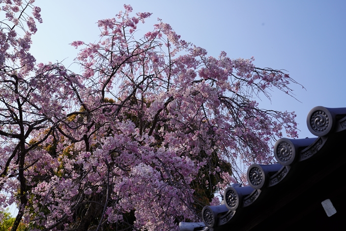 京都_桜_2020_47　永運院　No11