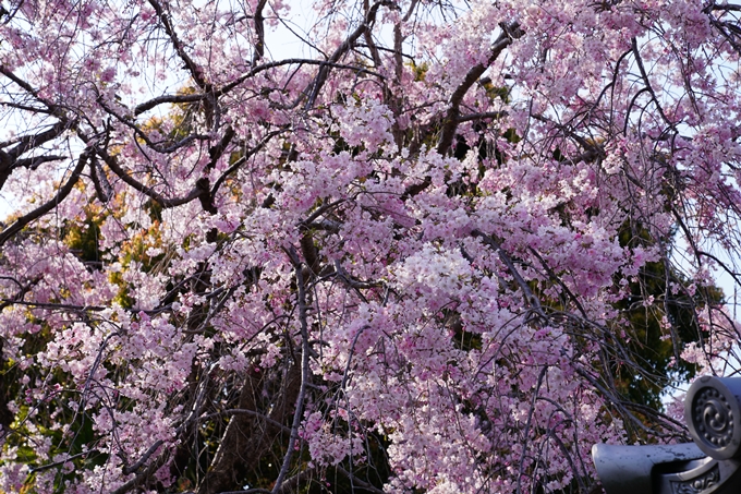 京都_桜_2020_47　永運院　No12