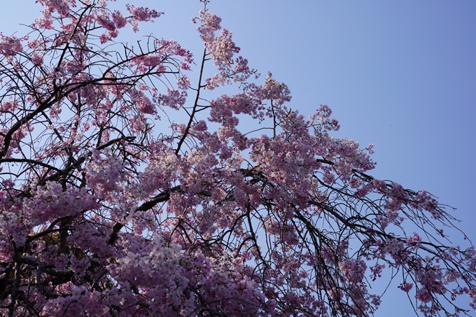 京都_桜_2020_47　永運院　No13