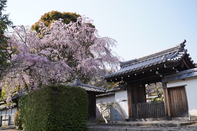 京都_桜_2020_47　永運院　No14