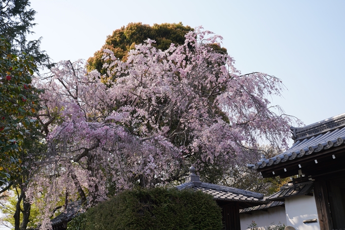 京都_桜_2020_47　永運院　No15