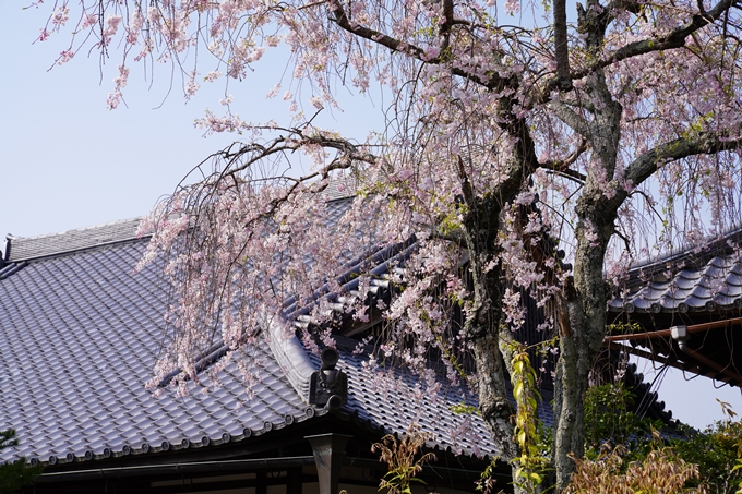 京都_桜_2020_47　永運院　No16