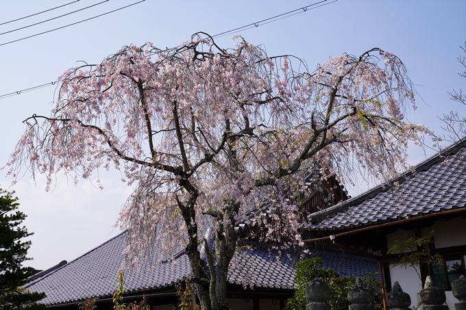 京都_桜_2020_47　永運院　No17