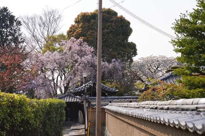 京都_桜_2020_47　永運院　No18