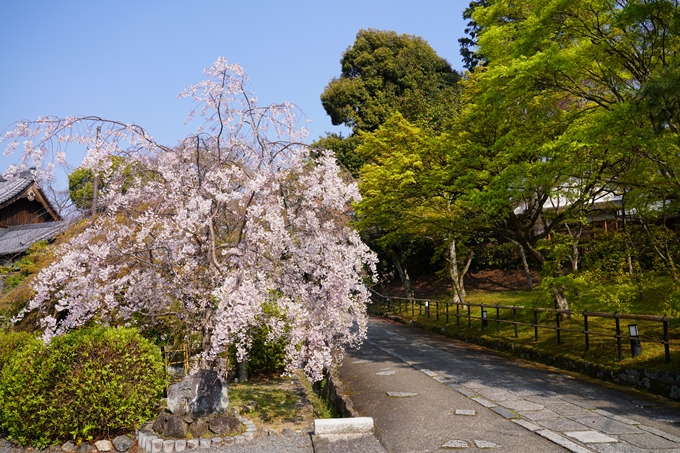 京都_桜_2020_47　永運院　No19