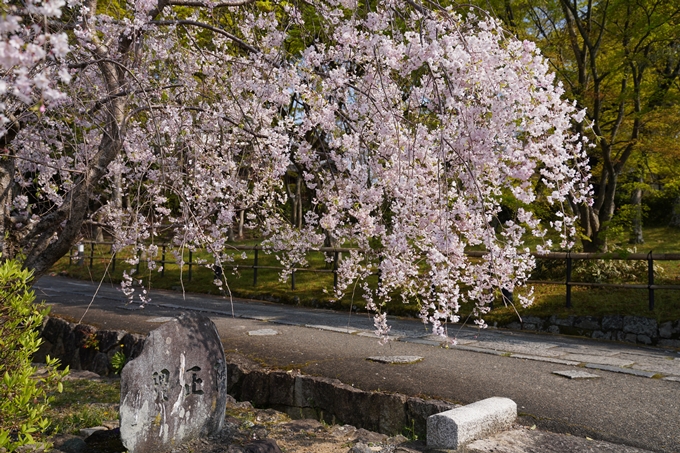 京都_桜_2020_47　永運院　No20