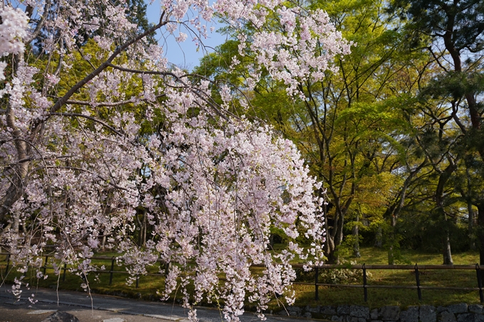 京都_桜_2020_47　永運院　No21