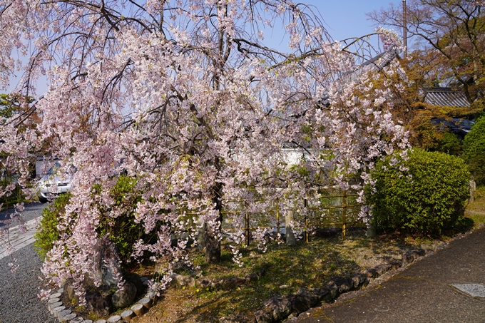 京都_桜_2020_47　永運院　No22