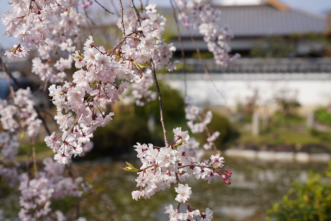 京都_桜_2020_47　永運院　No23