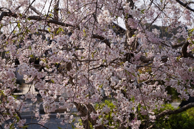 京都_桜_2020_47　永運院　No24