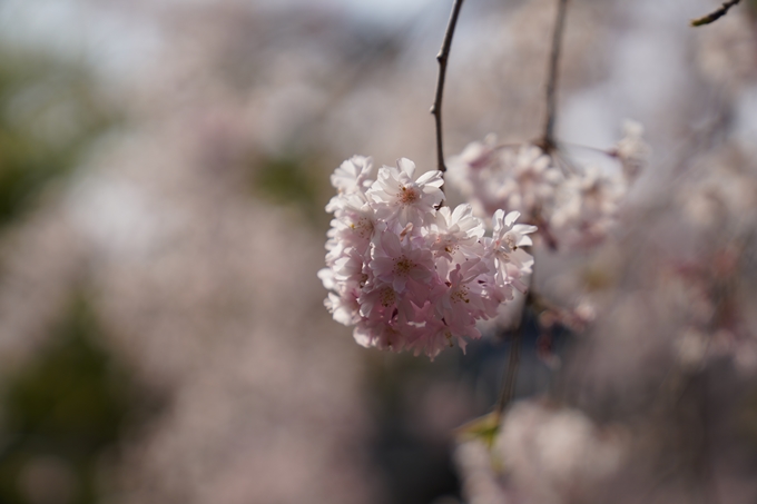 京都_桜_2020_47　永運院　No25