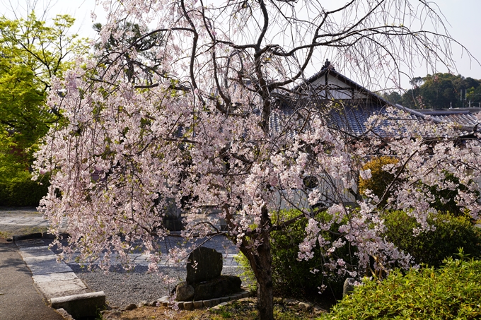 京都_桜_2020_47　永運院　No26