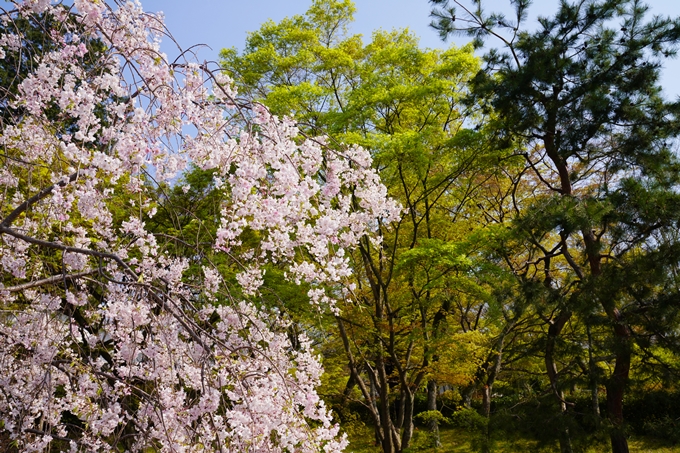 京都_桜_2020_47　永運院　No27