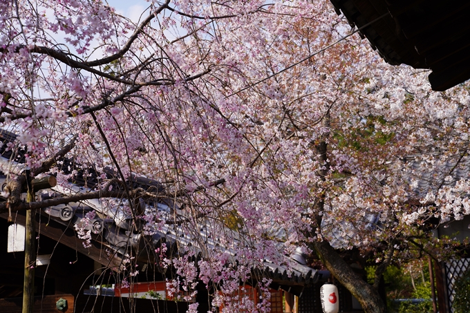 京都_桜_2020_47　永運院　No32