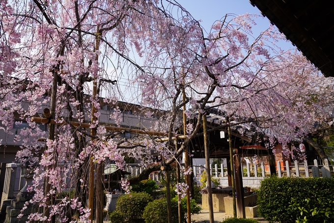 京都_桜_2020_47　永運院　No33