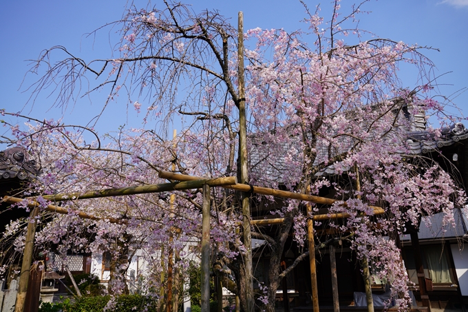 京都_桜_2020_47　永運院　No34