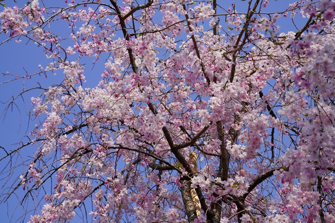 京都_桜_2020_47　永運院　No35