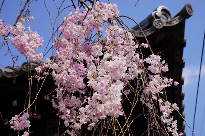 京都_桜_2020_47　永運院　No36