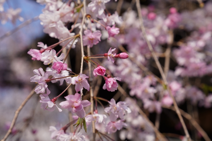 京都_桜_2020_47　永運院　No37