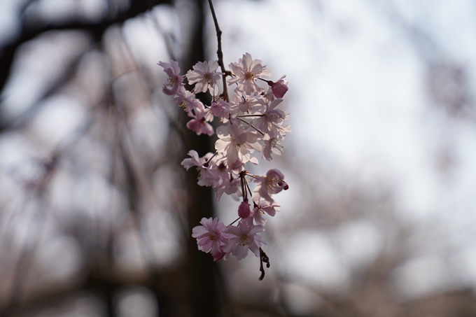 京都_桜_2020_47　永運院　No38