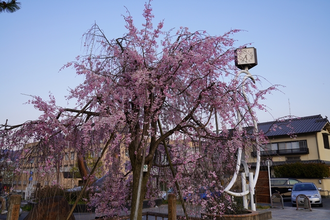 京都_桜_2020_48　半木の道　No2