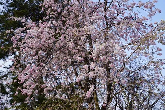 京都_桜_2020_48　半木の道　No4