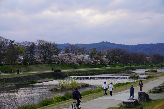 京都_桜_2020_48　半木の道　No6