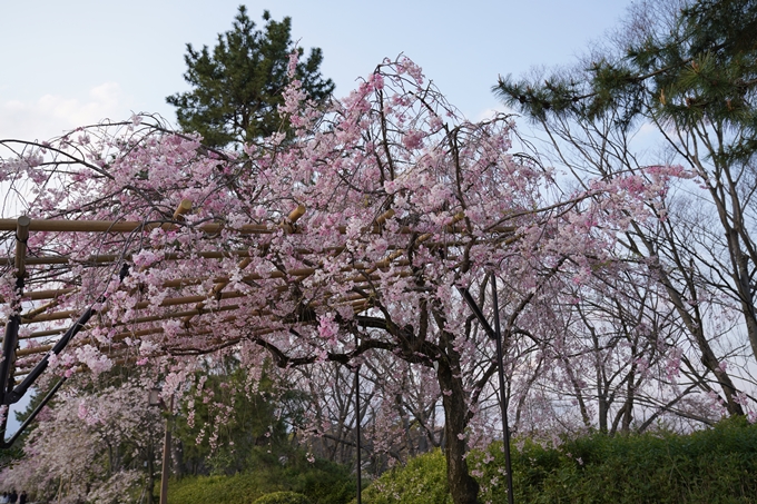 京都_桜_2020_48　半木の道　No8