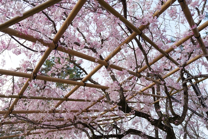 京都_桜_2020_48　半木の道　No9