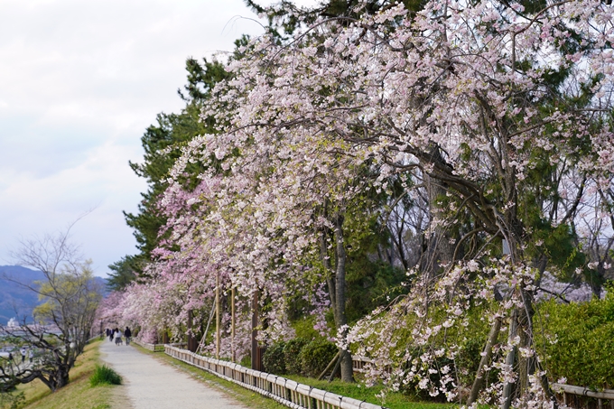 京都_桜_2020_48　半木の道　No10