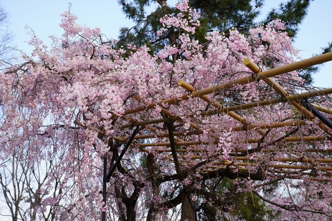 京都_桜_2020_48　半木の道　No11