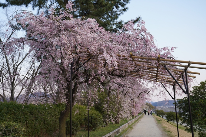 京都_桜_2020_48　半木の道　No12