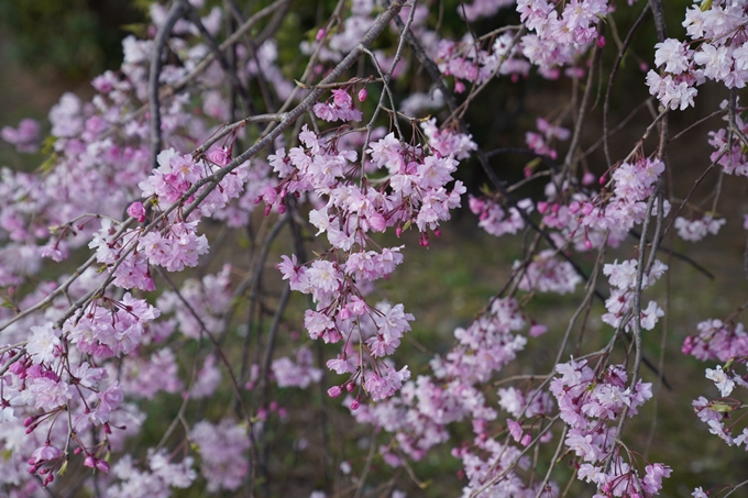 京都_桜_2020_48　半木の道　No14