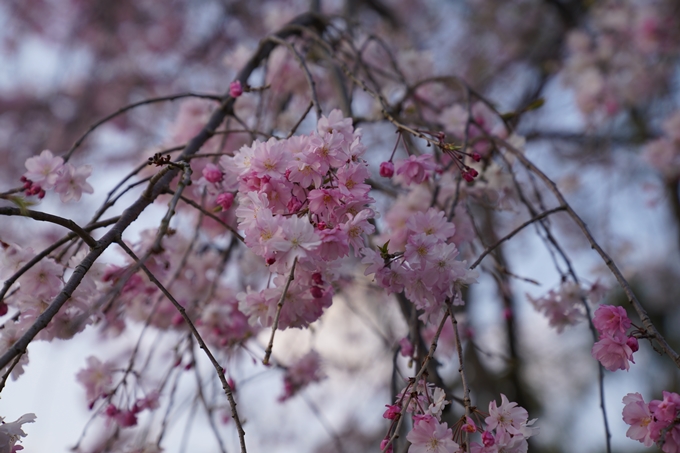 京都_桜_2020_48　半木の道　No15