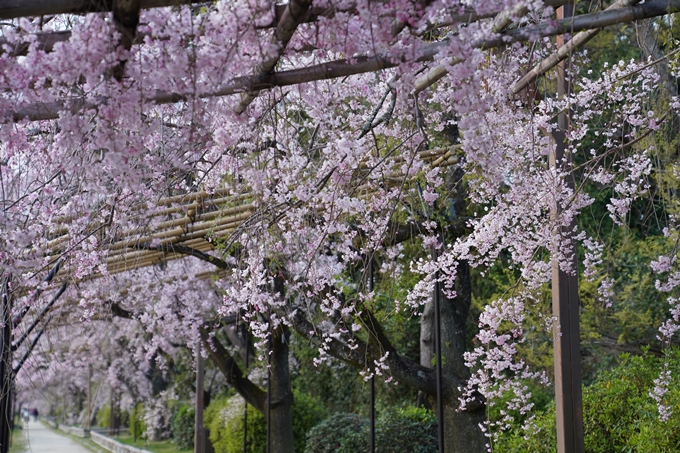 京都_桜_2020_48　半木の道　No16