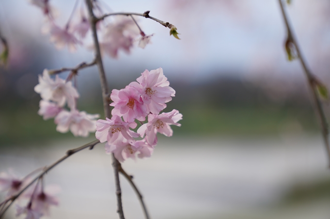 京都_桜_2020_48　半木の道　No17